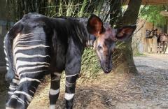 Male Okapi Baby Ready To Go