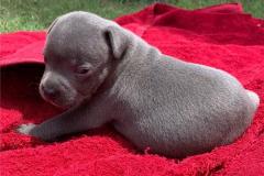 Staffordshire Bull Terrier Puppies Ready Now