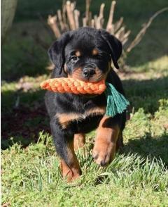 Chunky Rottweiler Puppies For Sale
