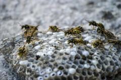 Premier Choice For Wasp Nest Removal In Surrey -