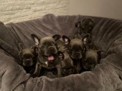 Blue French Bulldog Puppies Available Now