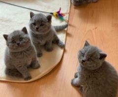 Affectionate British Shorthair Kittens Available