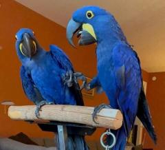 Bonded Pair Of Hycanith Macaw Parrots For Sale.