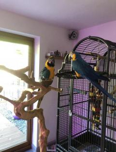 Well Tamed Blue And Gold Macaw Parrots