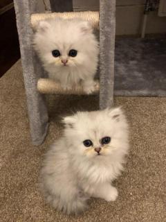 Persian Kittens For Sale.