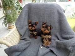 Male And Female Yorkie Puppies Ready Now.