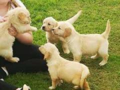 Male And Female Golden Retriever Puppies Availab