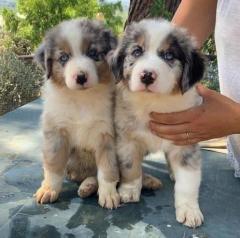 Merle Australian Shepherd Puppies Available Now.