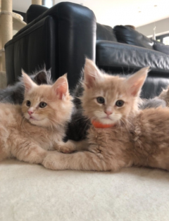 Awesome Maine Coon Kittens