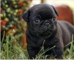 Stunning Litter Of Fawn Pugs Puppies.whatsapp Me