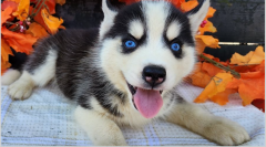 Siberian Husky Puppies For Sale. Whatsapp Me At 