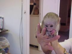 Well Tamed Capuchin Monkeys For Adoption..whatsa