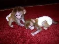 Well Tamed Capuchin Monkeys.whatsapp Me 44740771