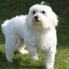 Gimzo Maltese Puppies For Sale