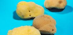 Silk Sponges - Beautiful Natural Sea Sponges