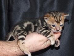 Healthy Lion Face Bengal Kittens