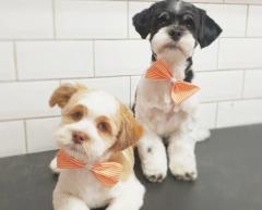 Tailored Dog Grooming Services In Warrington - W