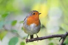 Discover The Beauty Of British Garden Birds In T