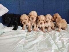 Cocker Spaniel Puppies For Sale