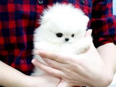 Absolutely Beautiful Quality Pomeranian Pups