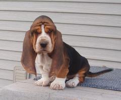 Amazing Male And Female Basset Hound Puppies For