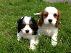 Male And Female Cavalier King Charles Puppies