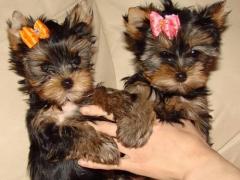 Very Healthy And Cute Yorkshire Terrier Puppies 