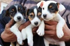 We Have Adorable Jack Russell Puppies