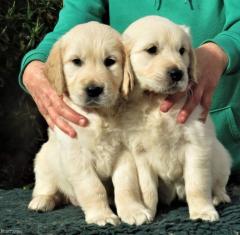 We Have Two Labrador Retriever Pups For Re Homin