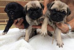 Pure Bred Pug Puppies Fawn