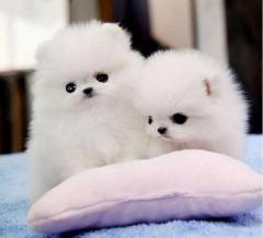 Teacup Pomeranian Puppies - Small Size