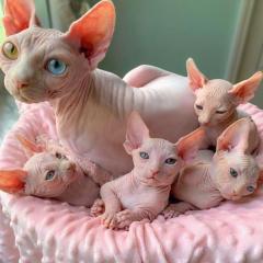 Bold And Wrinkly Sphynx Kittens
