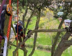 Enhance Your Landscape With Tree Surgeon In Hern