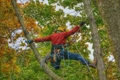 Your Trusted Tree Surgeon In Herne Bay