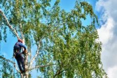 Transform Your Landscape With  Leading Tree Surg
