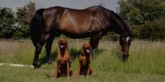 Give Your Furry Friend A Natural Health Boost - 