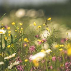Understanding The Essential Role Of Microbes In 