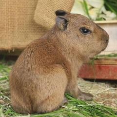 Capybaras For Sale App Me At Viber35796578102