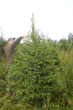 Wholesale Christmas Trees Delivery Uk