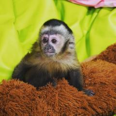 Diaper Trained Capuchin & Marmoset Monkeys