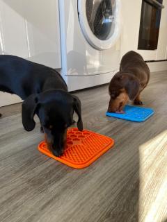 Calm Your Pets Mealtime With Petbuds Slow Feeder