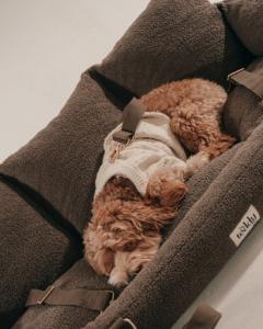 Premium Dog Car Seat For Safe & Comfortable Trav