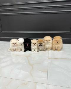 Outstanding Pomeranian Puppies