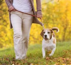 Img Description Exceptional Dog Walking Services