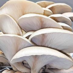 Grow Gourmet Mushrooms At Home With Foragers Tab