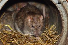 Kingston Complex Ends Rat Problem With Cctv Drai