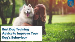 Master Your Dogs Skills Expert Training Tips For
