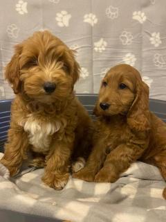 Longhaired Miniature Dachunds In Hoddesdon