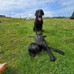 Beautiful Pups From Our Autism Assistance Dog In