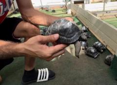 Aldabra Tortoises For Sale